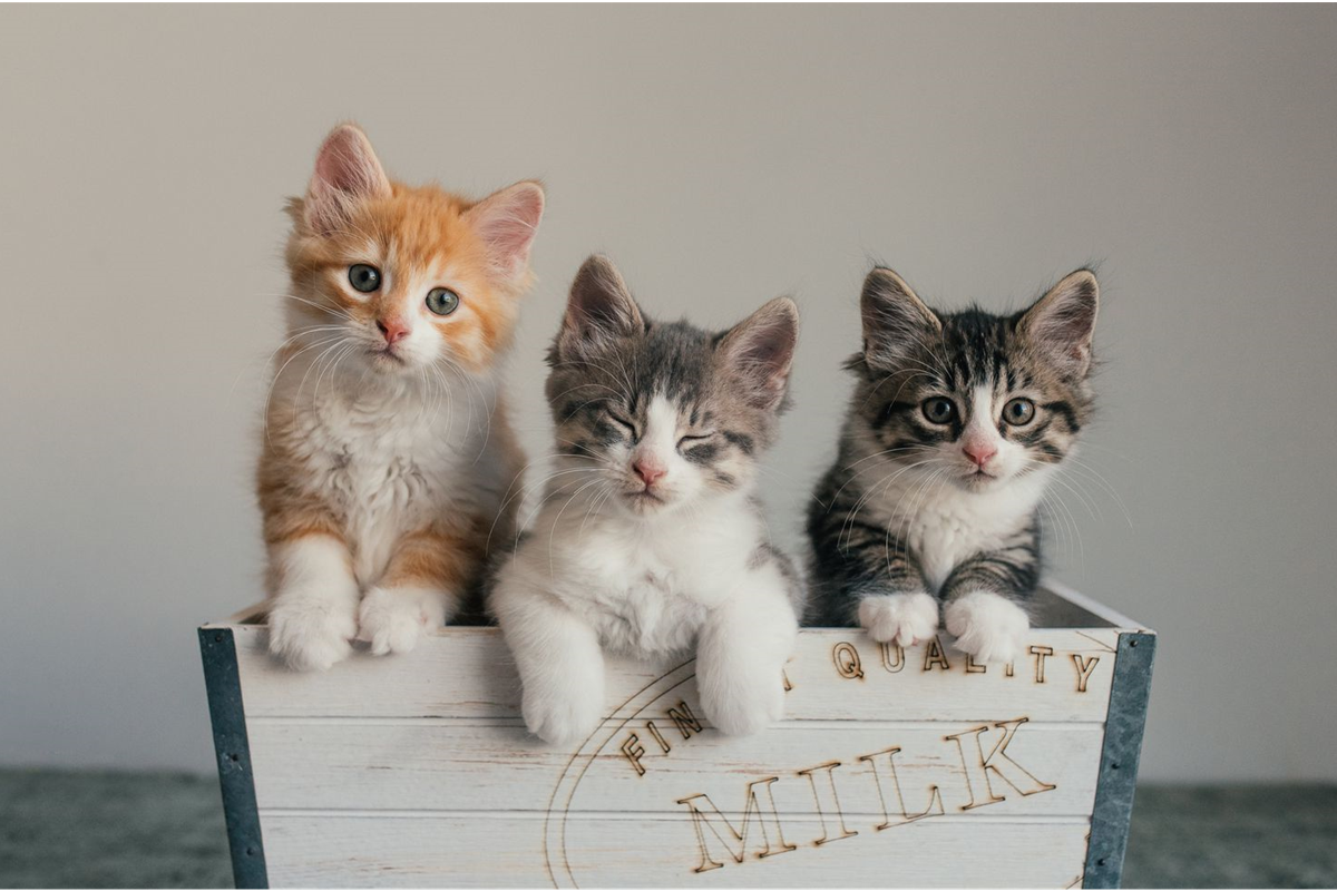 Adopting A Kitten: The Process To Follow