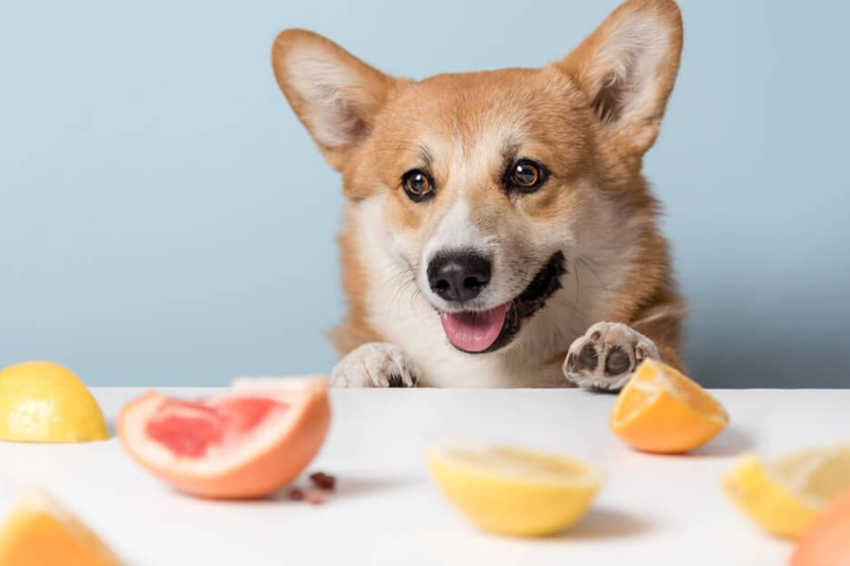 Benefits Offered By Vitamin Supplements For Dog- For A Healthy Pet.