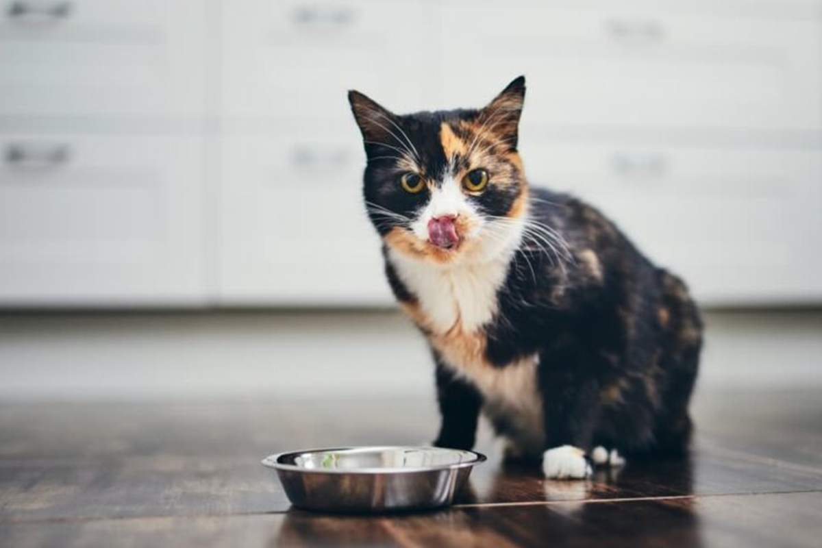 Buy The Best Cat Food From An Online Store