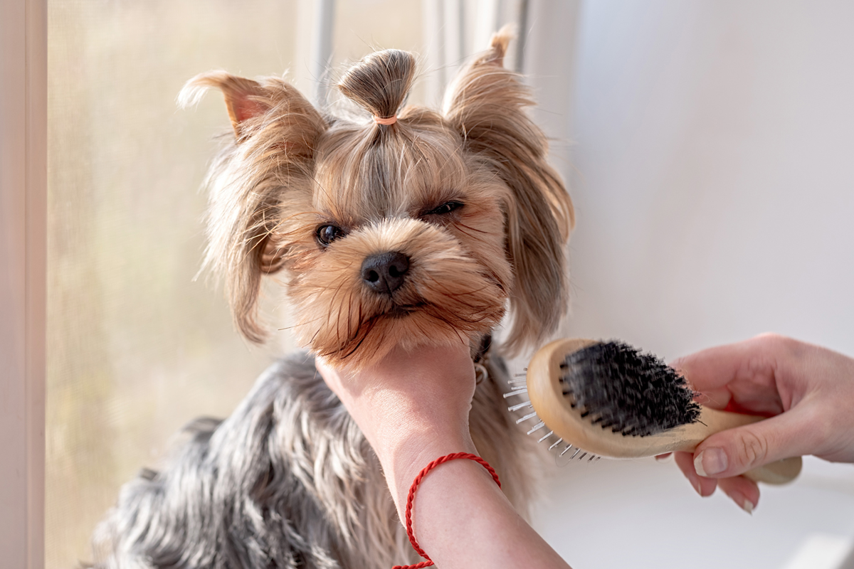 Dog Hair Care Tips For Dog Owners- For Shiny, Healthy And Glossy Fur.