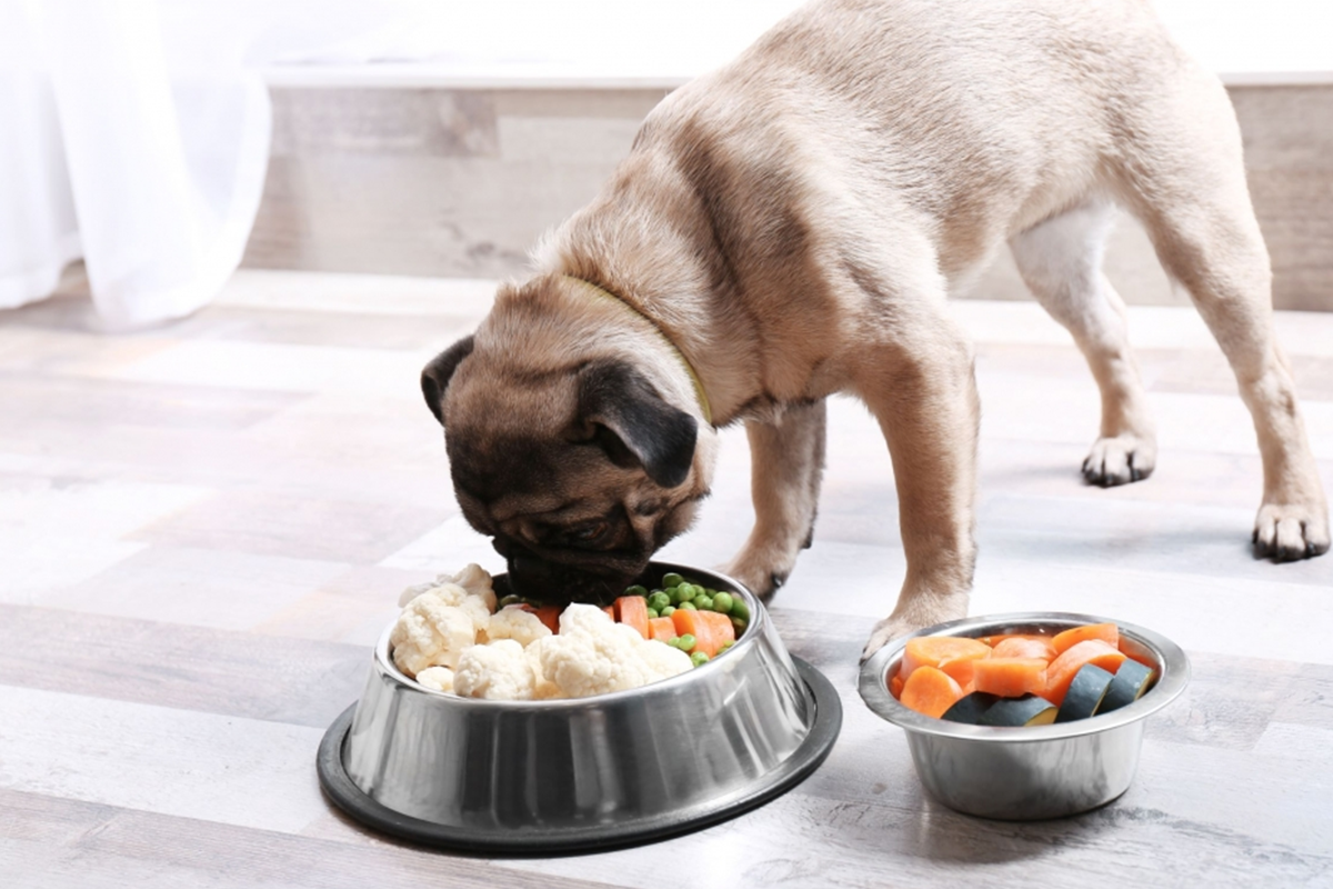 Dog Nutrition And Health