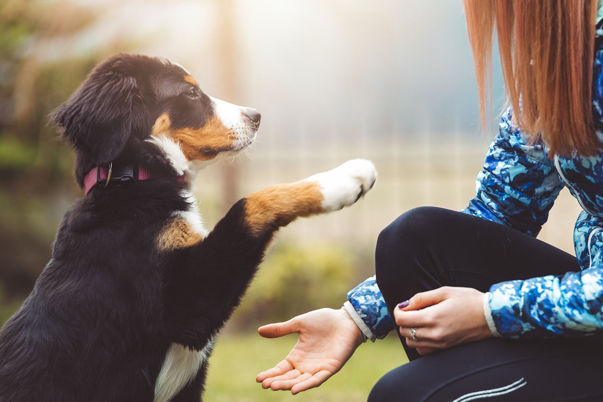 Dog Training: Top 5 Ways To Train A Dog Naturally