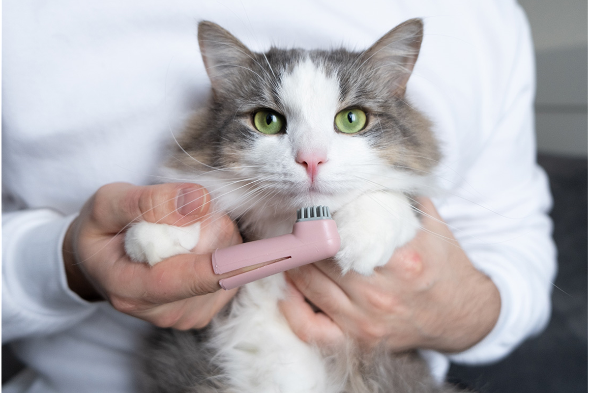 How To Take Care Of Your Cat’s Health