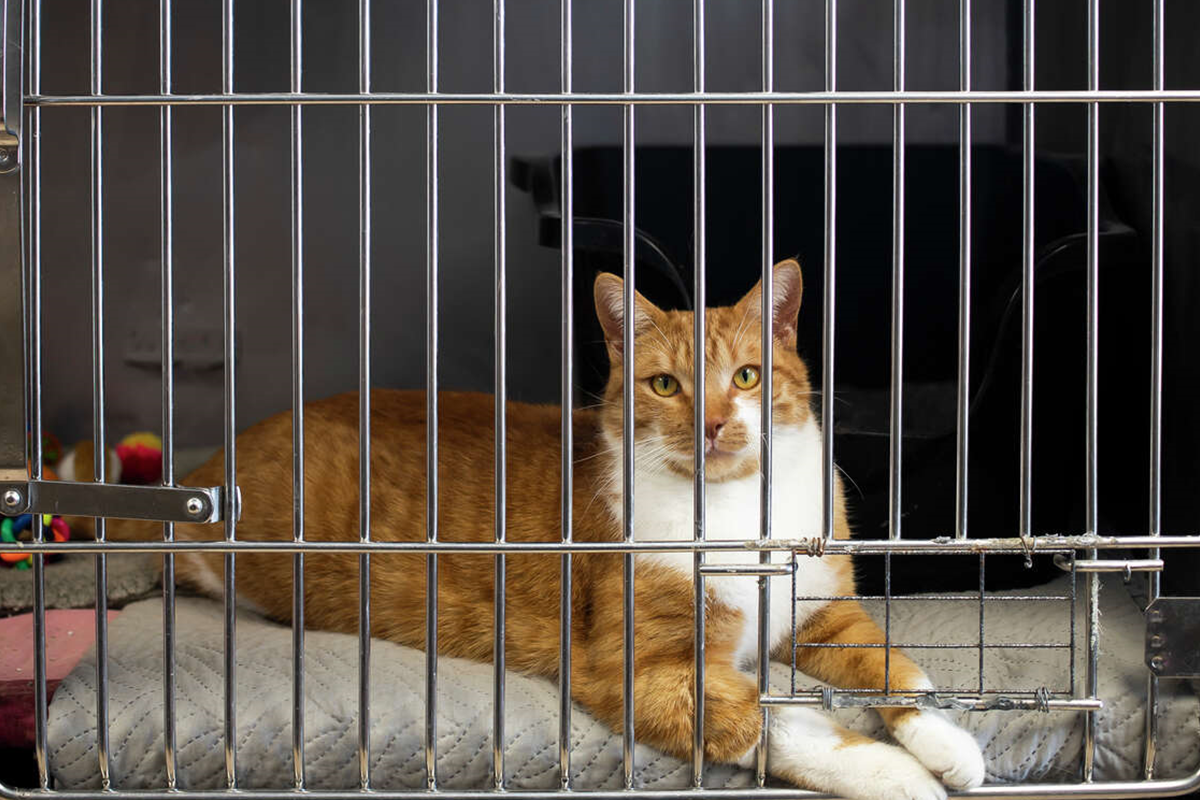 Positioning Of Home Cattery For Cats