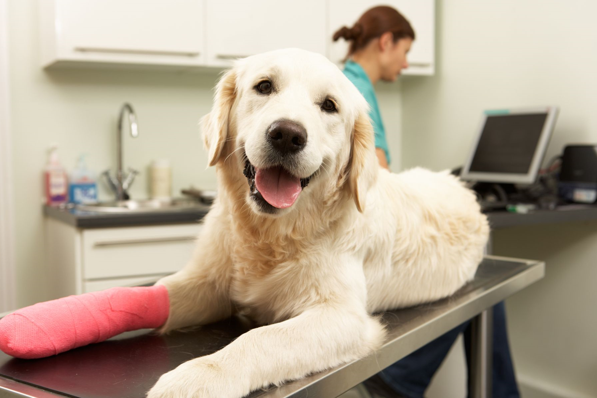 Things To Consider When Choosing The Best Dog Doctor For Your Pet.