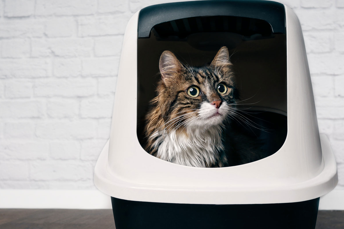 Tips To Keep Cat Litter Box Clean.