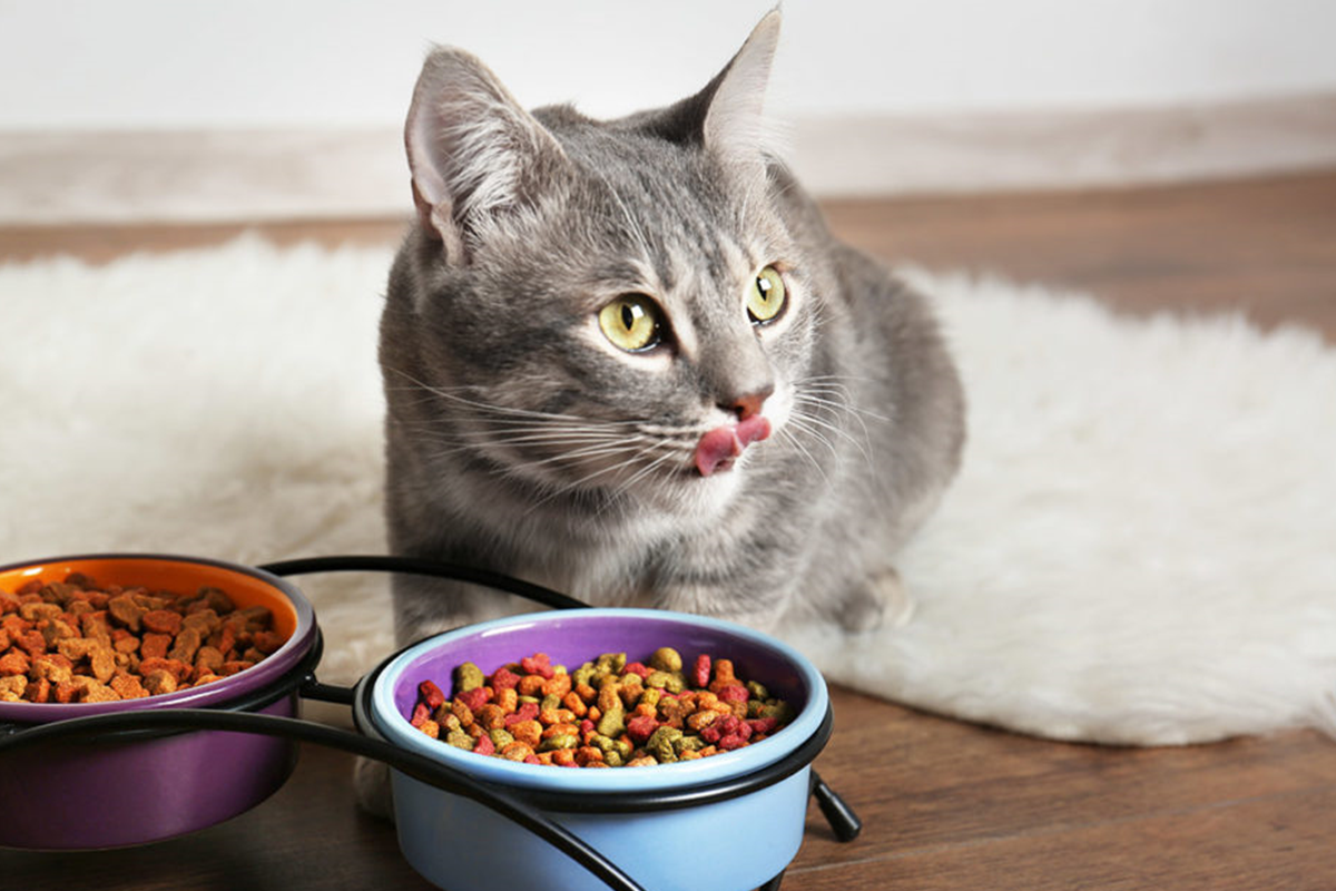 Top Tips On Cat Nutrition.